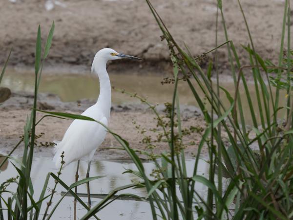 Amerikaanse kleine zilverreiger (Egretta thula)